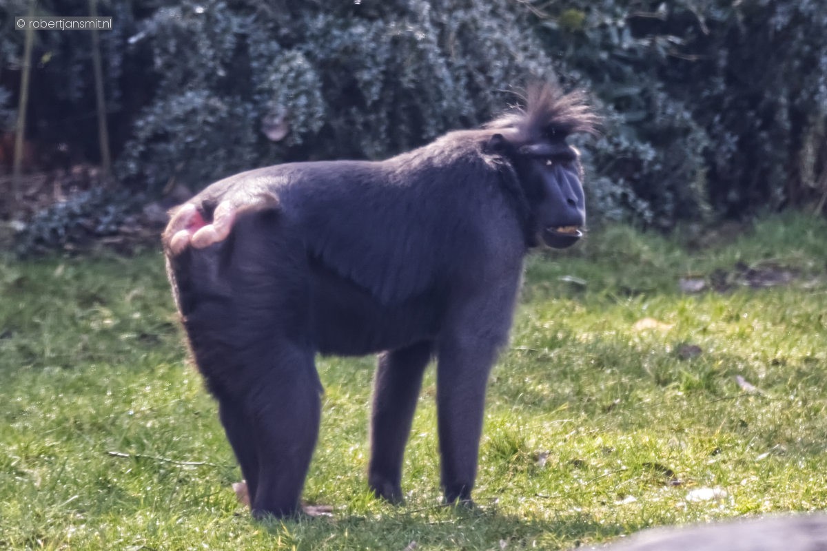 Foto van Kuifmakaak (Macaca nigra) in Tierpark Berlin