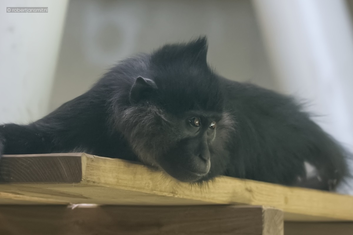 Foto van Kuifmangabey (Lophocebus aterrimus) in Zoo Krefeld