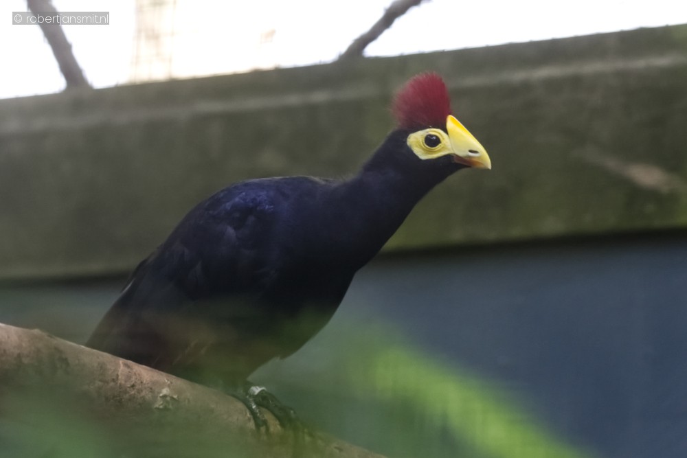Foto van Lady Ross' toerako (Tauraco rossae) in Best Zoo, Best