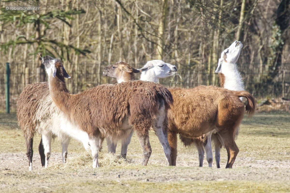 Foto van Lama (Lama glama) in Tierpark Berlin