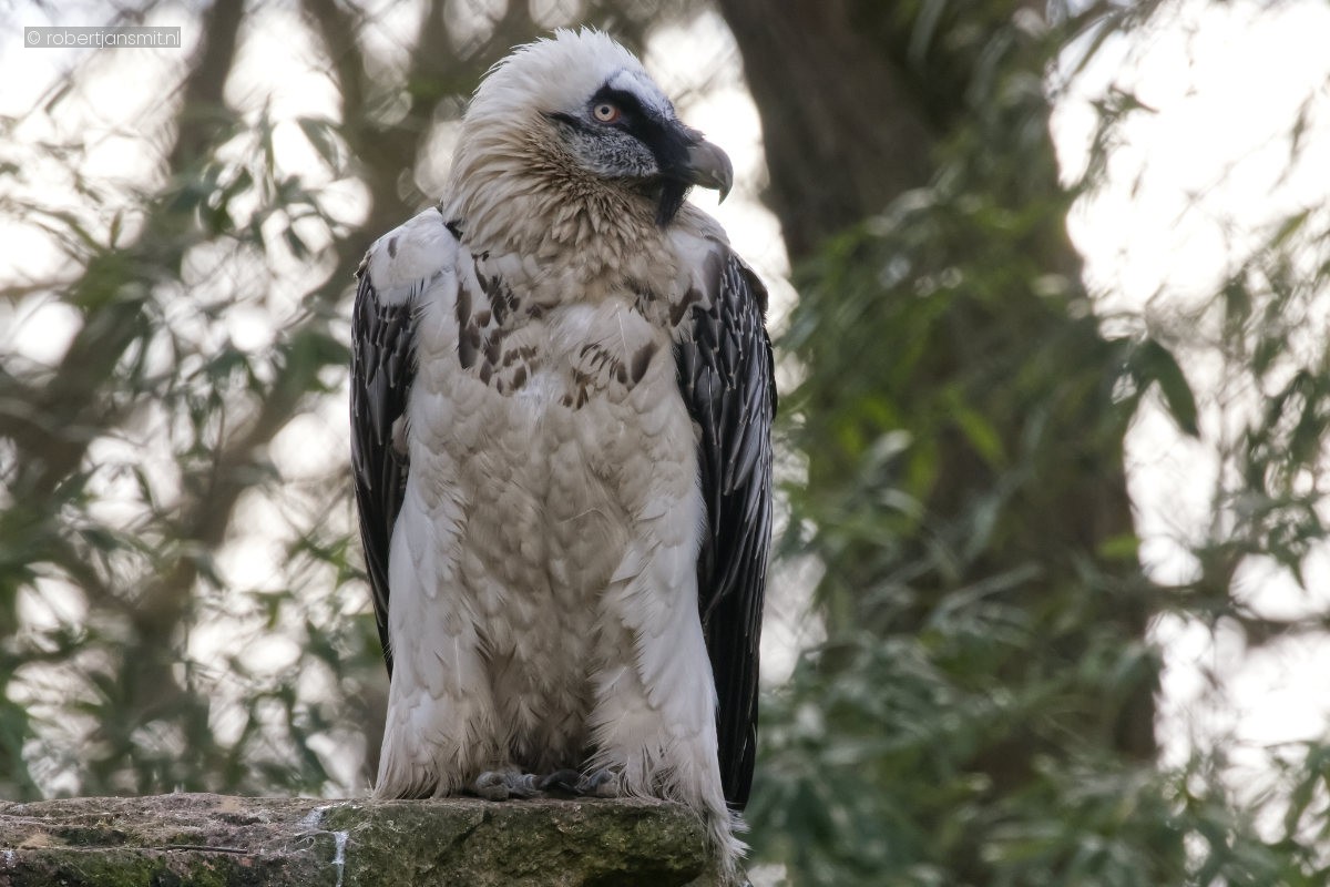 Foto van Lammergier (Gypaetus barbatus) in Tierpark Berlin