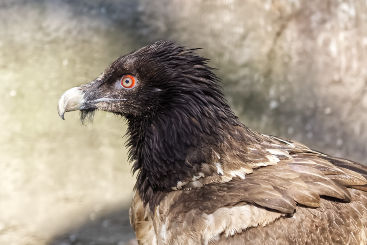 Foto van Lammergier (Gypaetus barbatus) in Zoo Berlin