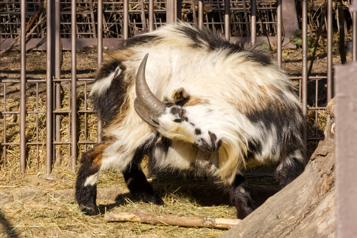 Foto van Landgeit () in Zoo Berlin