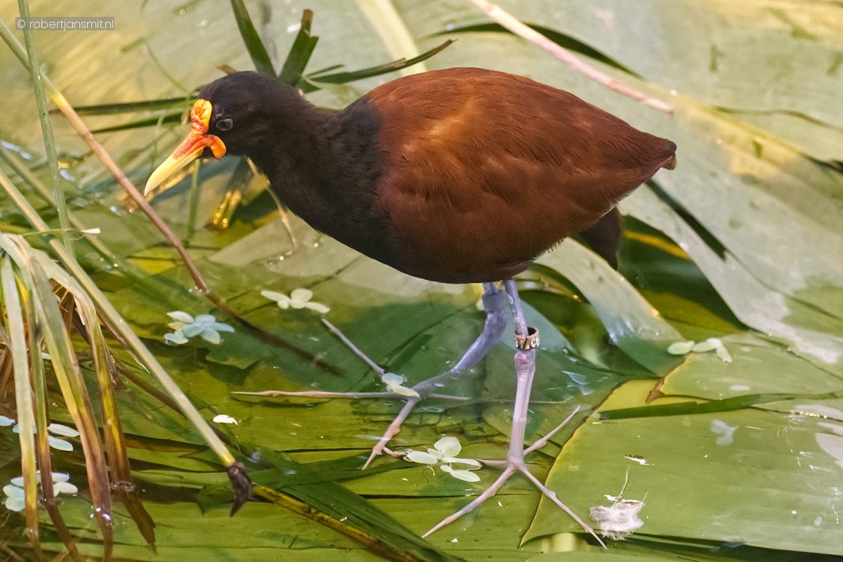 Foto van Leljacana (Jacana jacana) in Zoo Krefeld