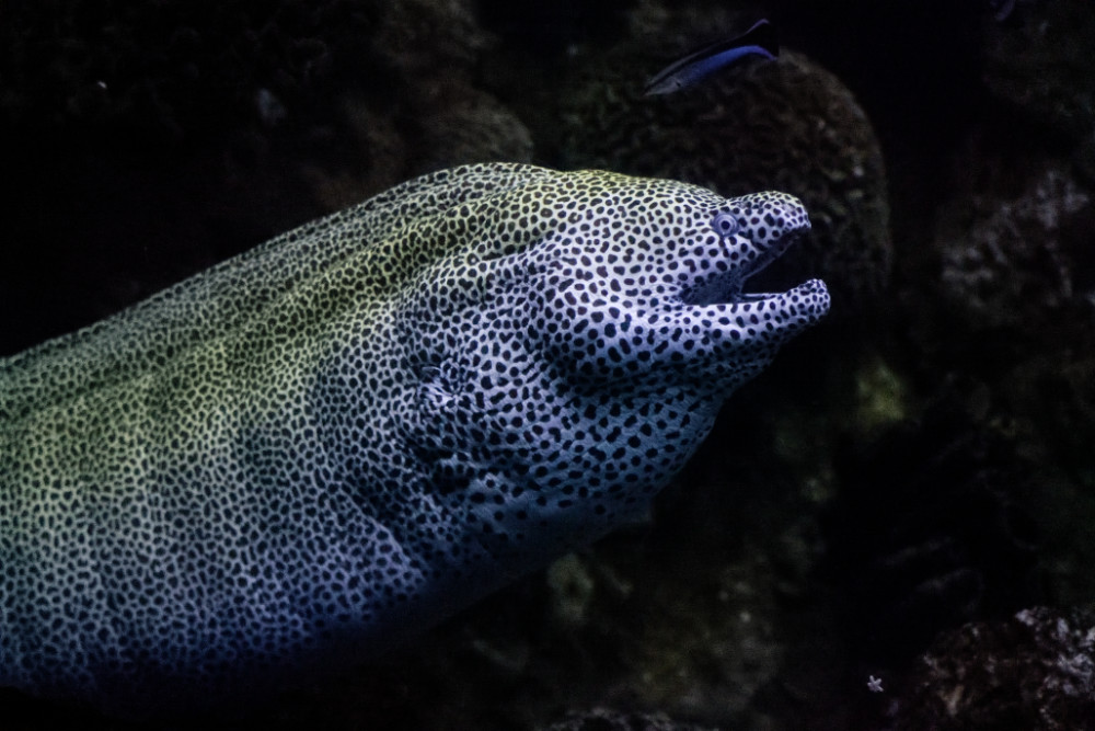 Foto van Luipaardmurene (Gymnothorax favagineus) in Blijdorp Rotterdam