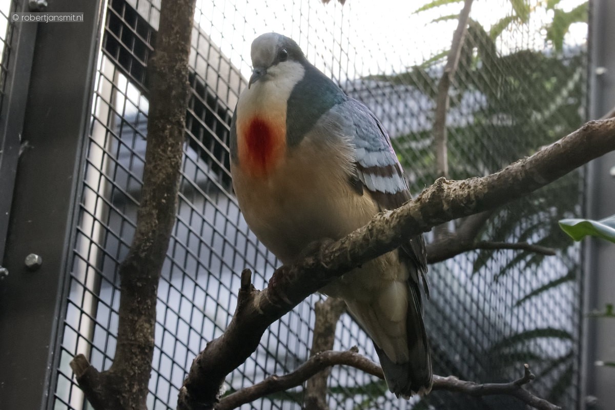 Foto van Luzon bloedhartduif (Gallicolumba luzonica) in Zoo Berlin