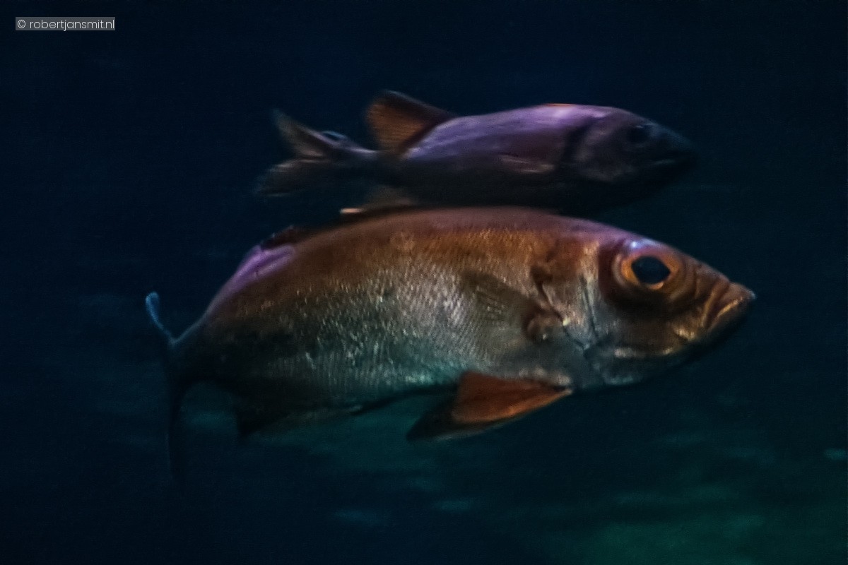 Foto van Maanstaart-grootoogbaars (Priacanthus hamrur) in Burgers Zoo Arnhem