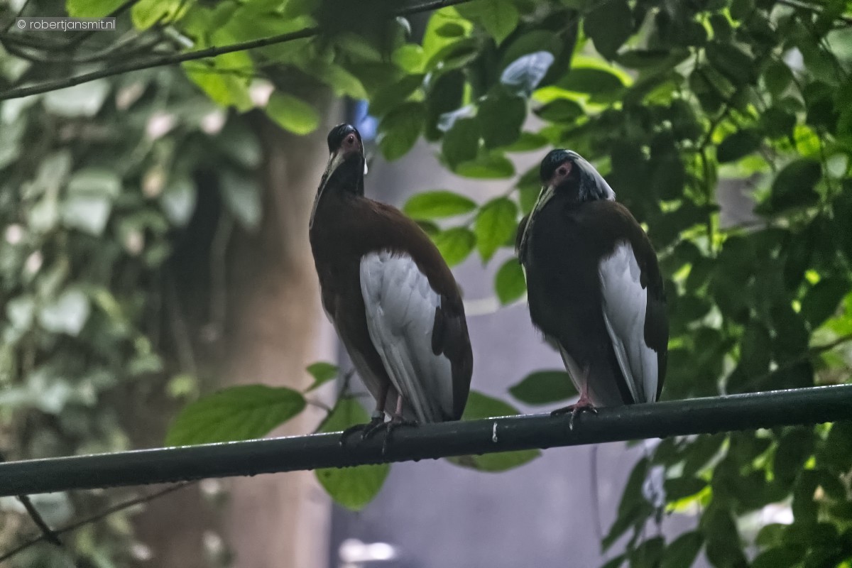 Foto van Madagaskar kuifibis (Lophotibis cristata) in Burgers Zoo Arnhem