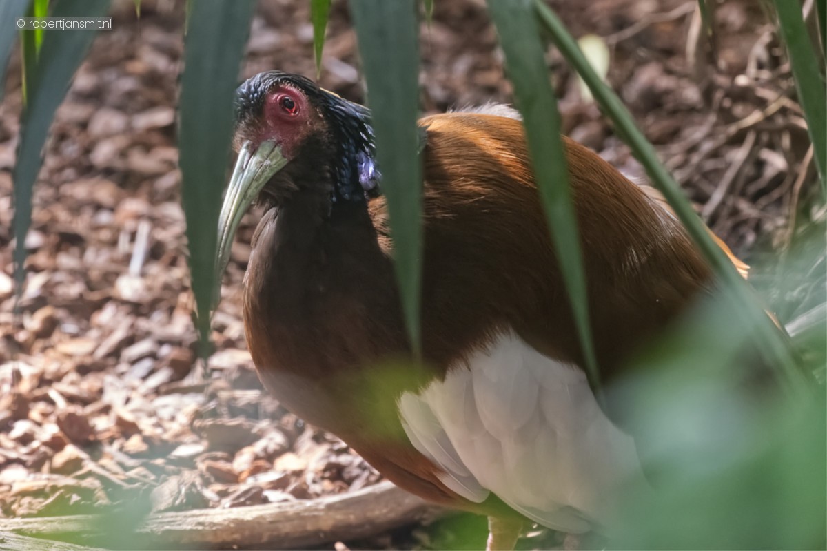 Foto van Madagaskaribis (Threskiornis bernieri) in Zoo Krefeld