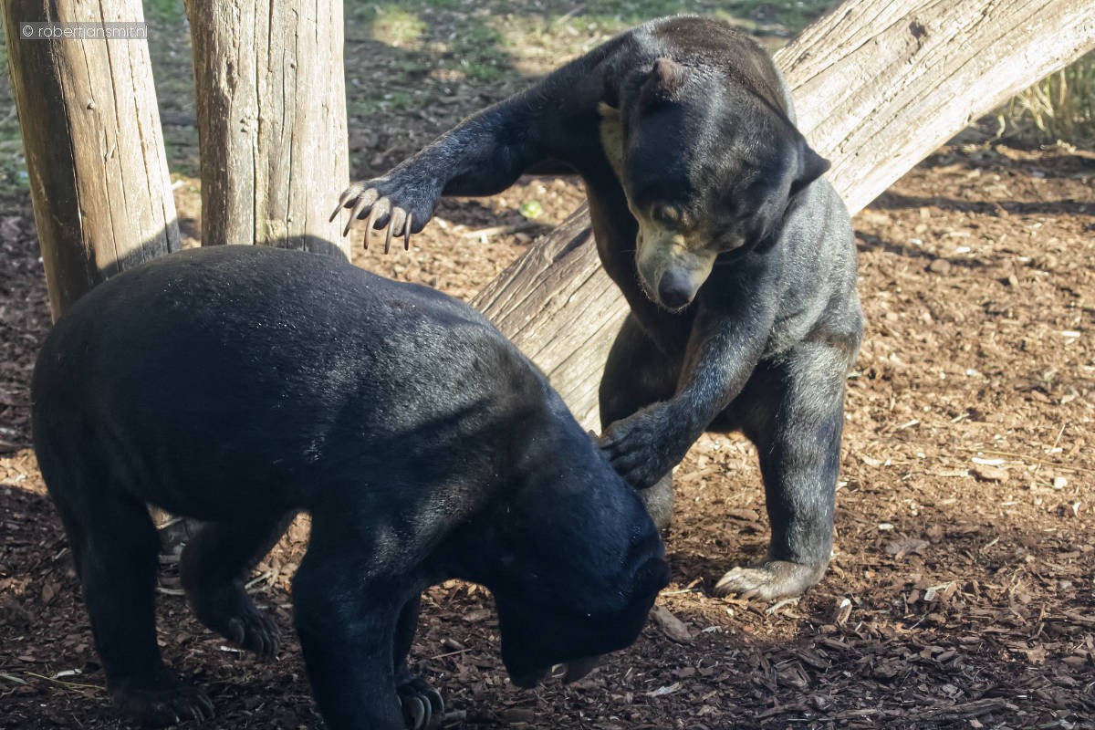 Foto van Maleise beer (Helarctos malayanus) in Tierpark Berlin