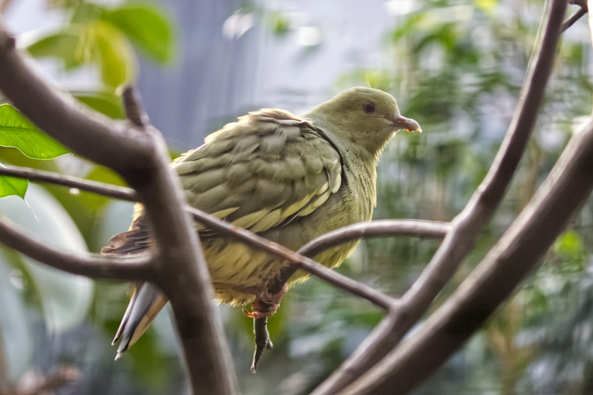 Foto van Maleise papegaaiduif (Treron vernans) in Zoo Berlin