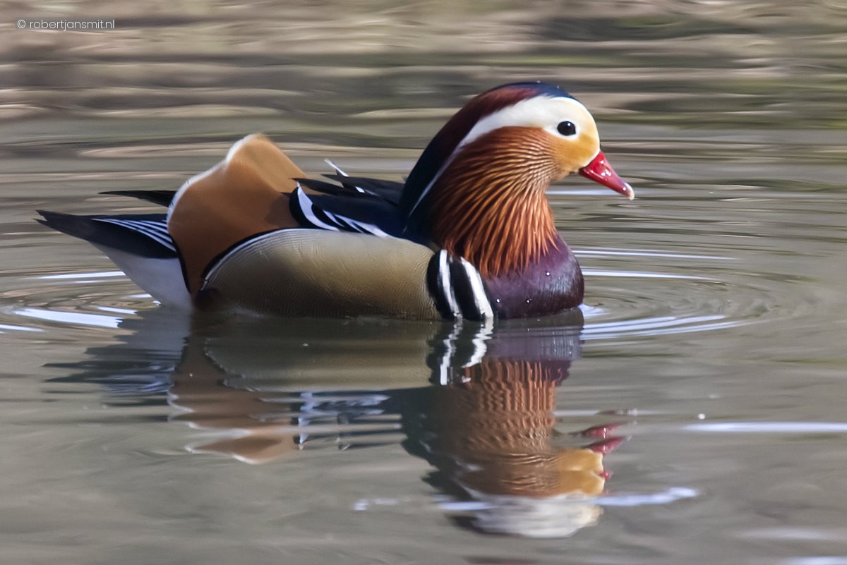 Foto van Mandarijneend (Aix galericulata) in Tierpark Berlin