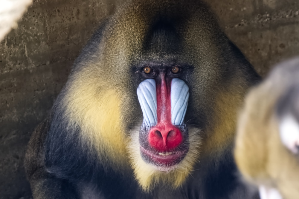 Mandril 