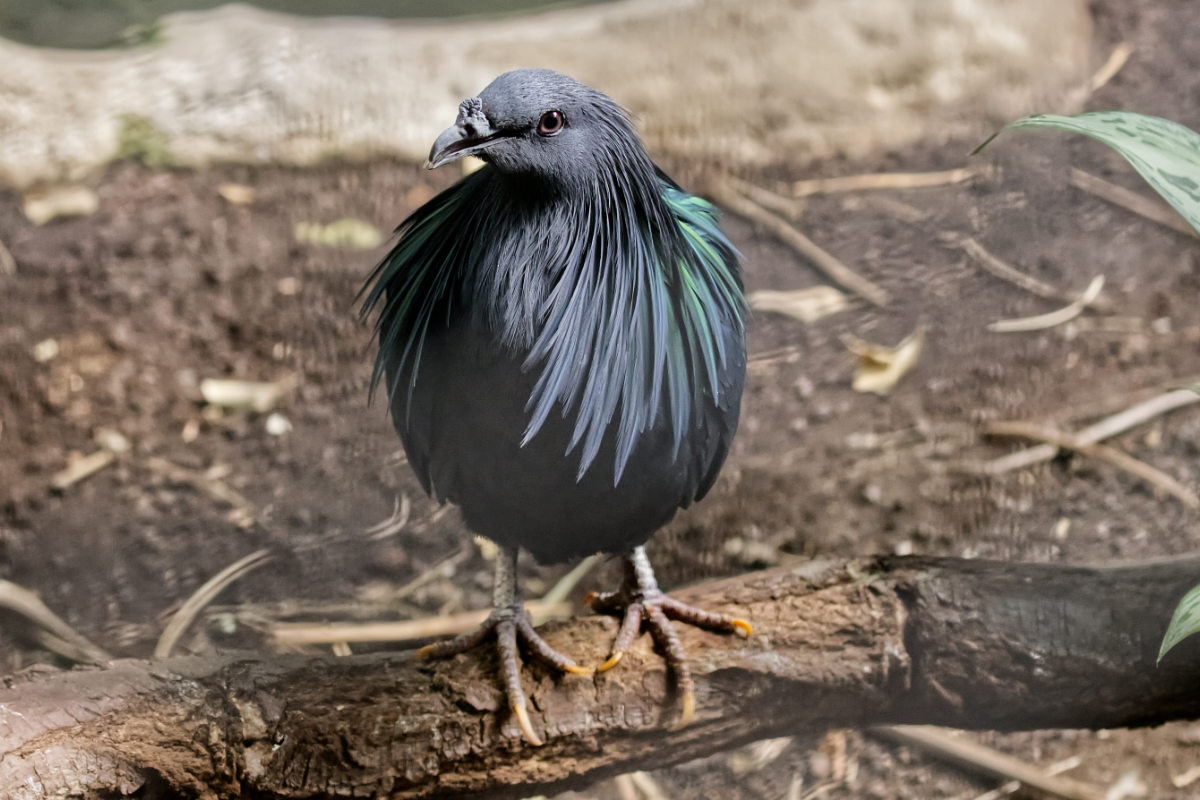 Foto van Manenduif (Caloenas nicobarica) in Zoo Berlin