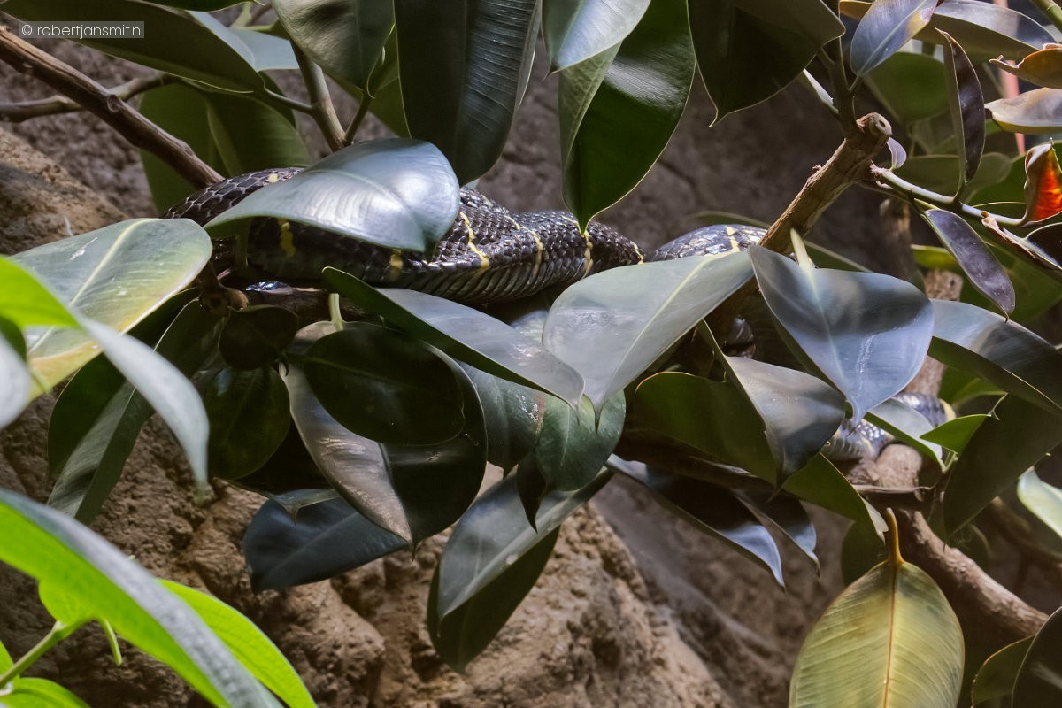 Foto van Mangrovennachtboomslang (Boiga dendrophila) in Tierpark Berlin