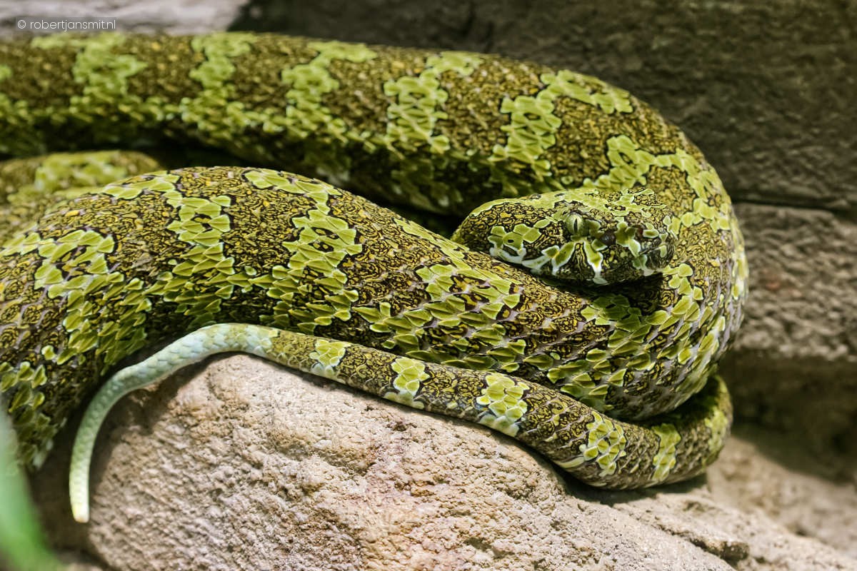 Foto van Mangshan groefkopadder (Protobothrops mangshanensis) in Tierpark Berlin