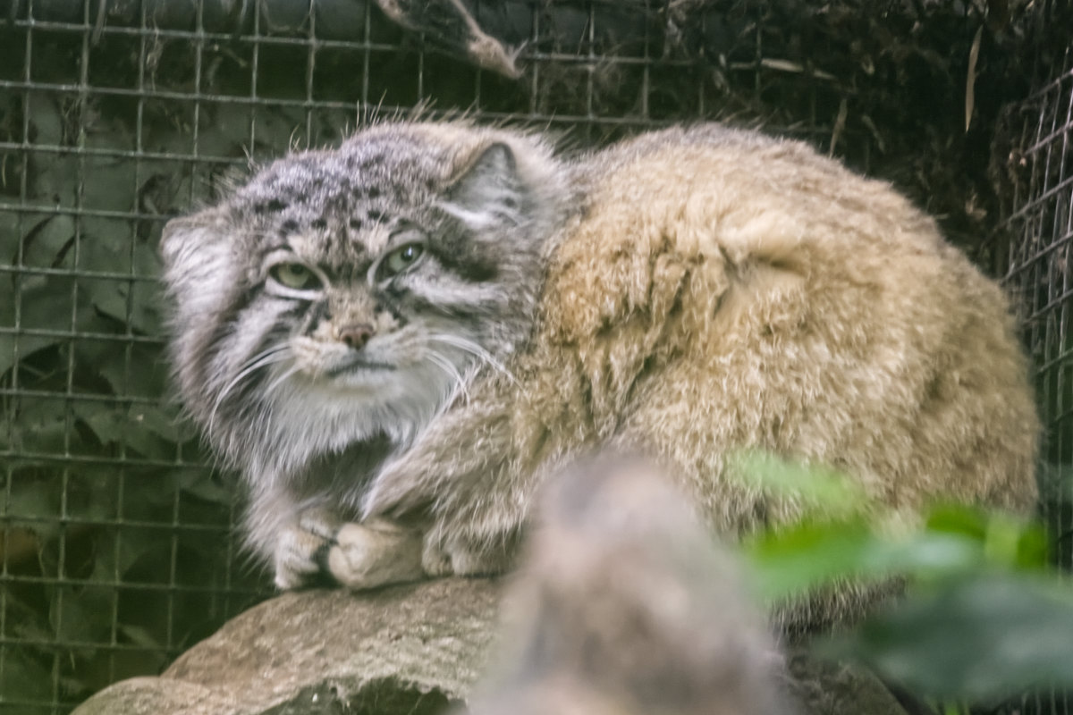 Foto van Manoel (Otocolobus manul) in Blijdorp Rotterdam