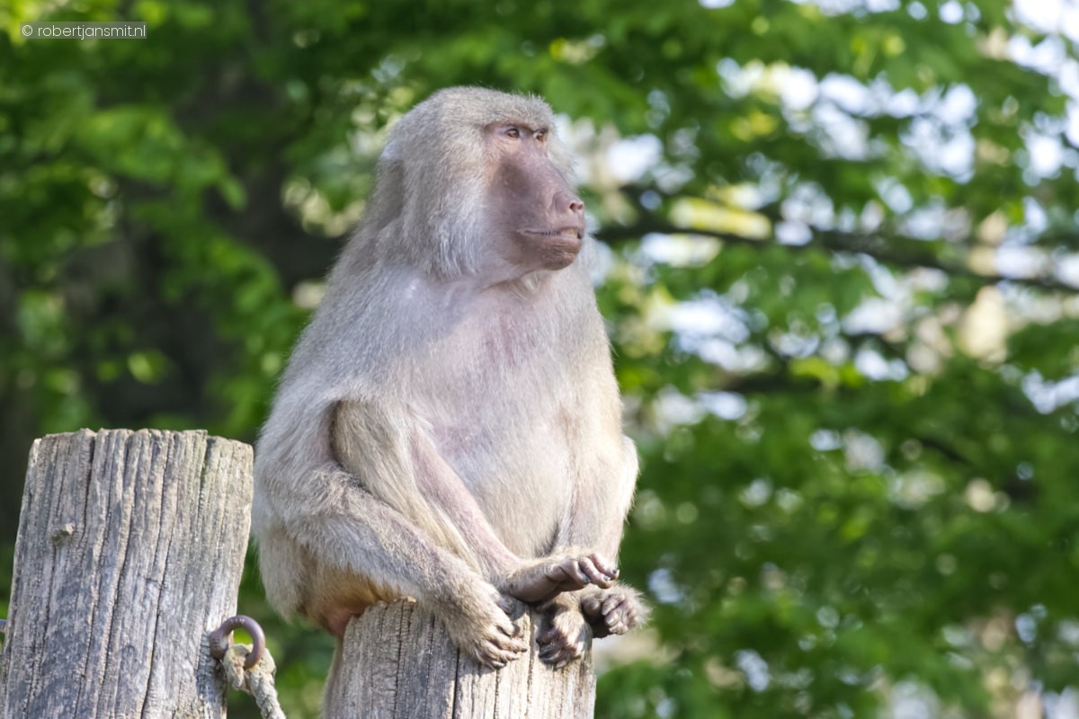 Foto van Mantelbaviaan (Papio hamadryas) in Zoo Krefeld