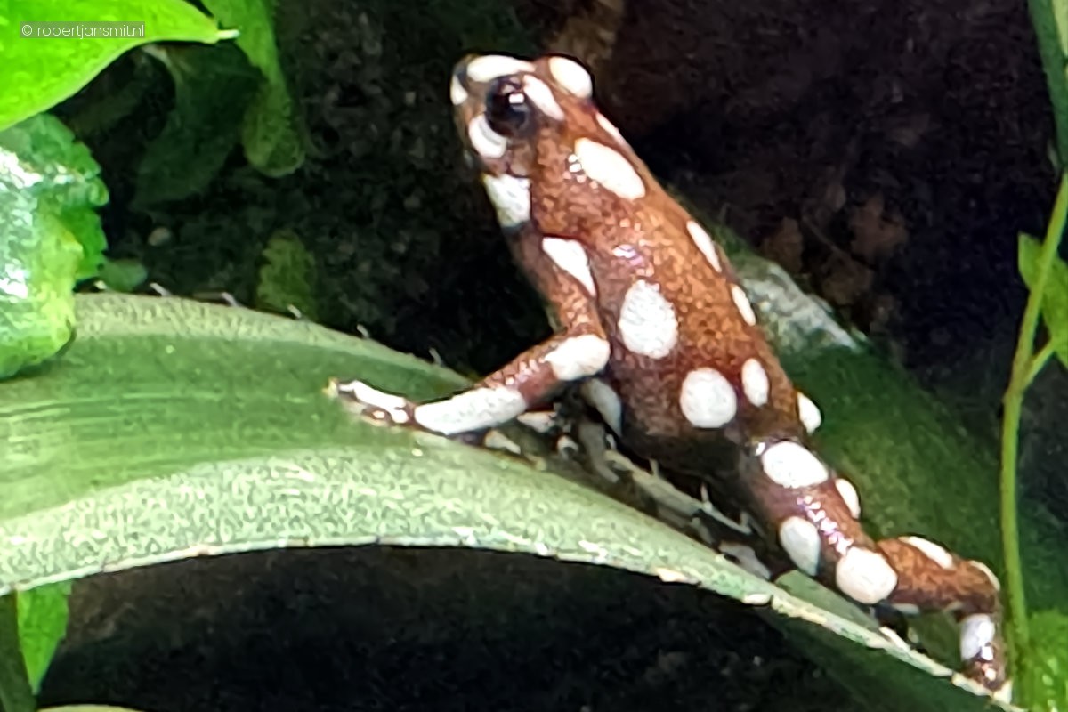 Foto van Marañón-pijlgifkikker (Excidobates mysteriosus) in Tierpark Berlin