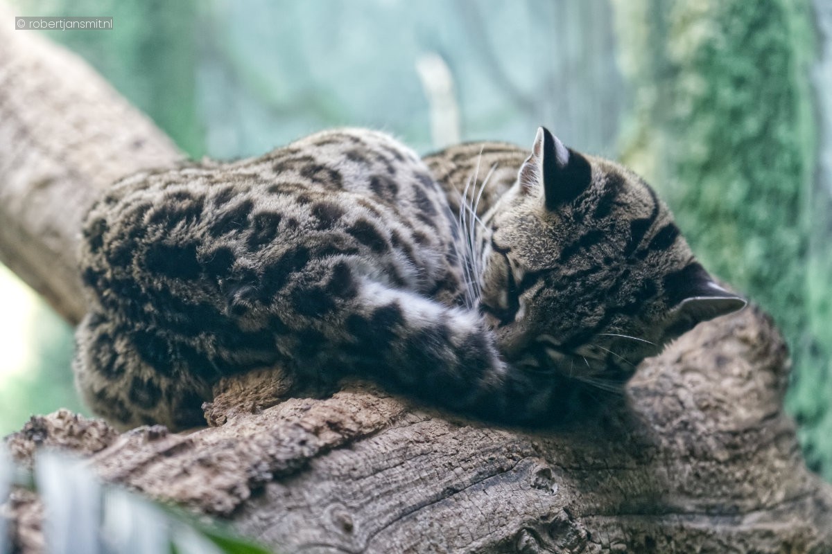 Foto van Margay (Leopardus wiedii) in Zoo Berlin