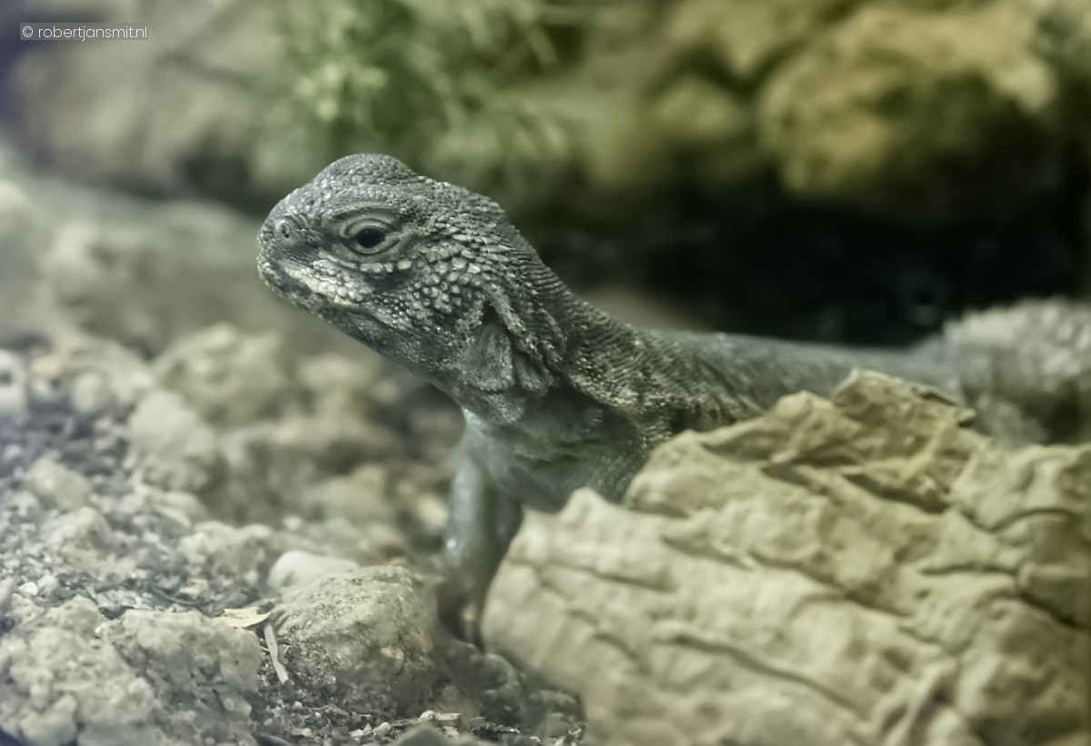 Foto van Marokkaanse Doornstaartagame (Uromastyx nigriventris) in Artis Amsterdam