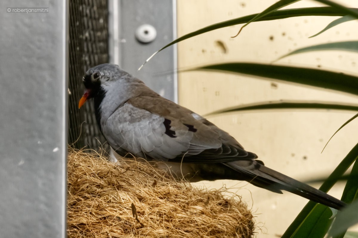 Foto van Maskerduif (Oena capensis) in Zoo Berlin