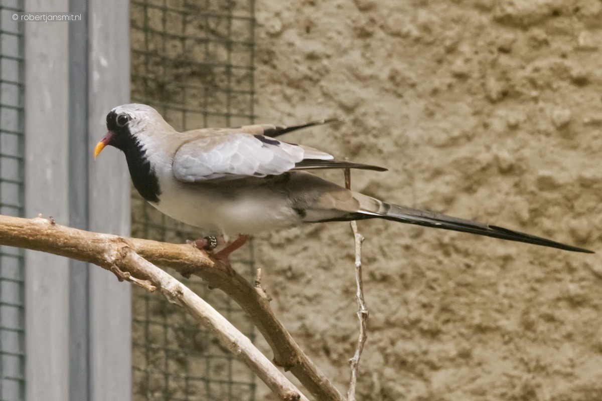 Foto van Maskerduif (Oena capensis) in Zoo Krefeld