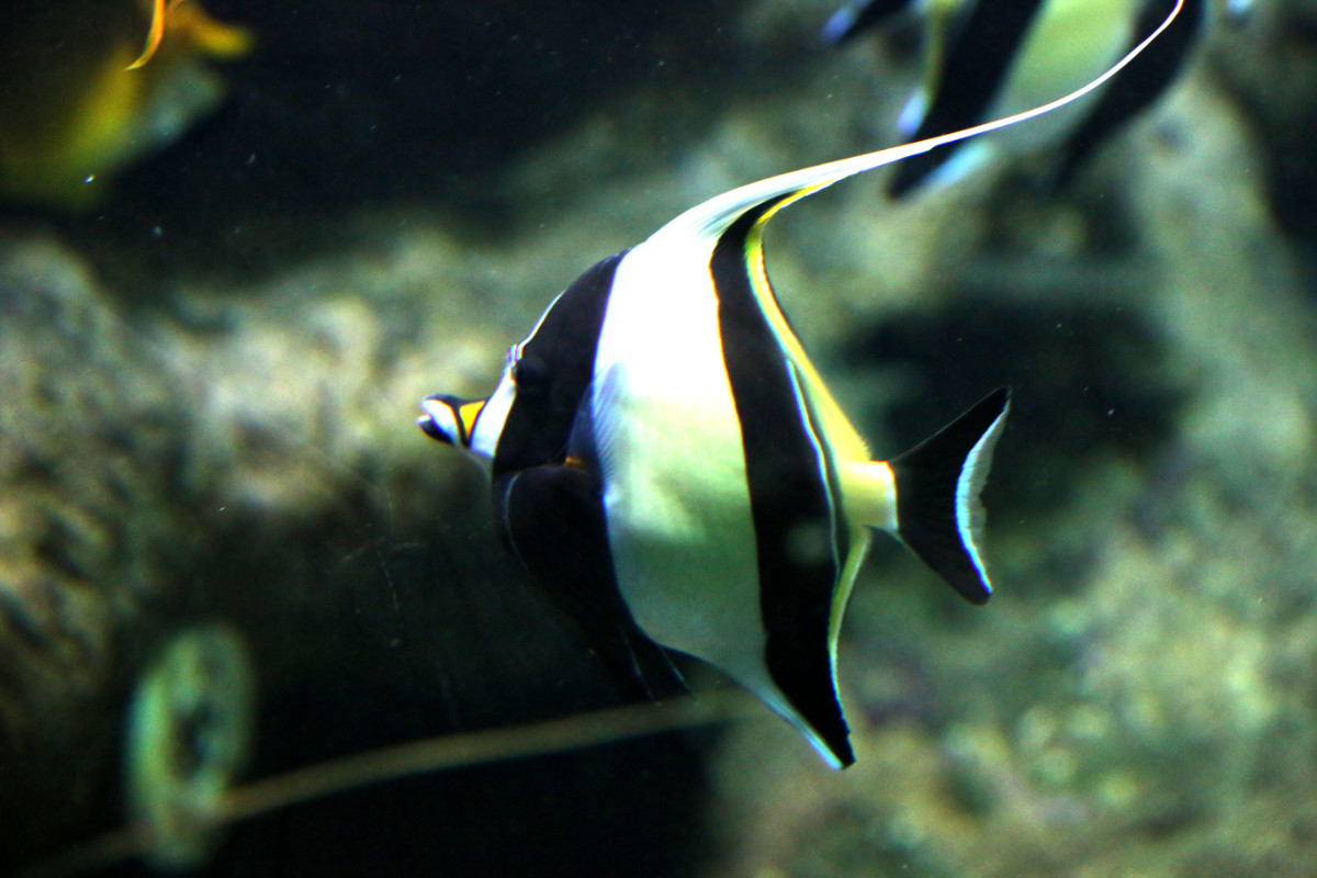 Foto van Maskerwimpelvis (Zanclus cornutus) in Artis Amsterdam