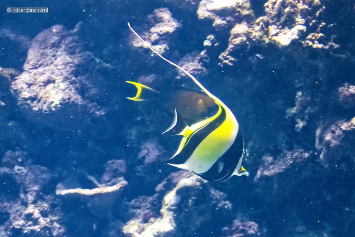 Foto van Maskerwimpelvis (Zanclus cornutus) in Burgers Zoo Arnhem