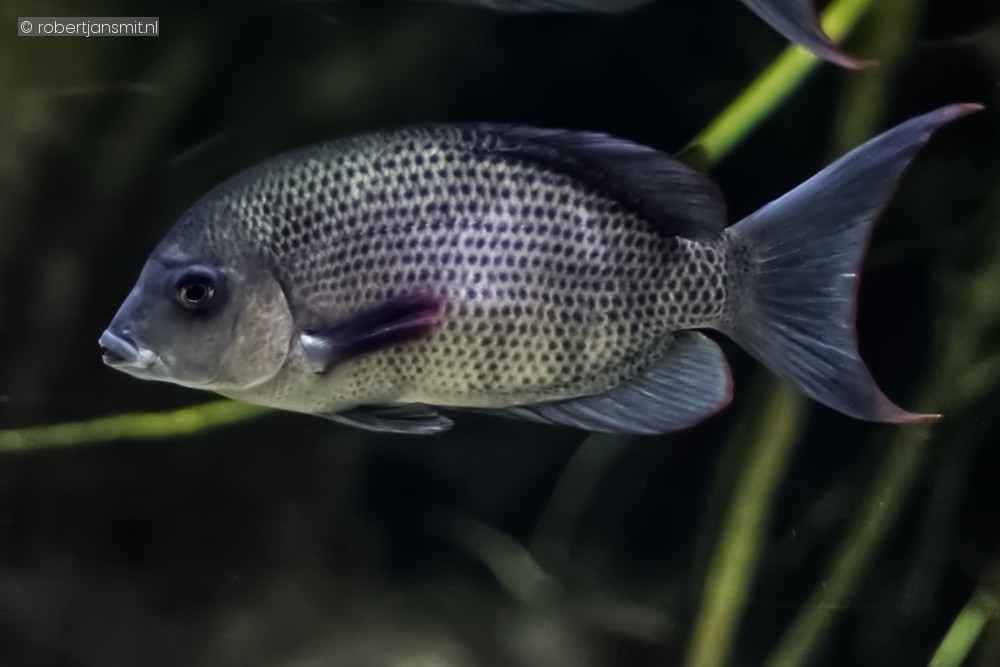 Foto van Menarambo cichlide (Paretroplus menarambo) in Blijdorp Rotterdam