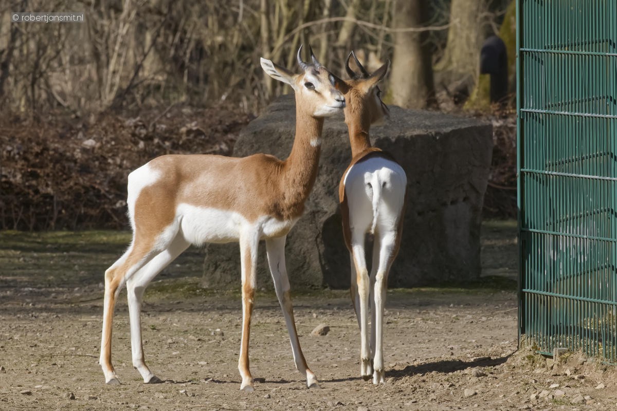 Foto van Mhorrgazelle (Nanger dama mhorr) in Tierpark Berlin