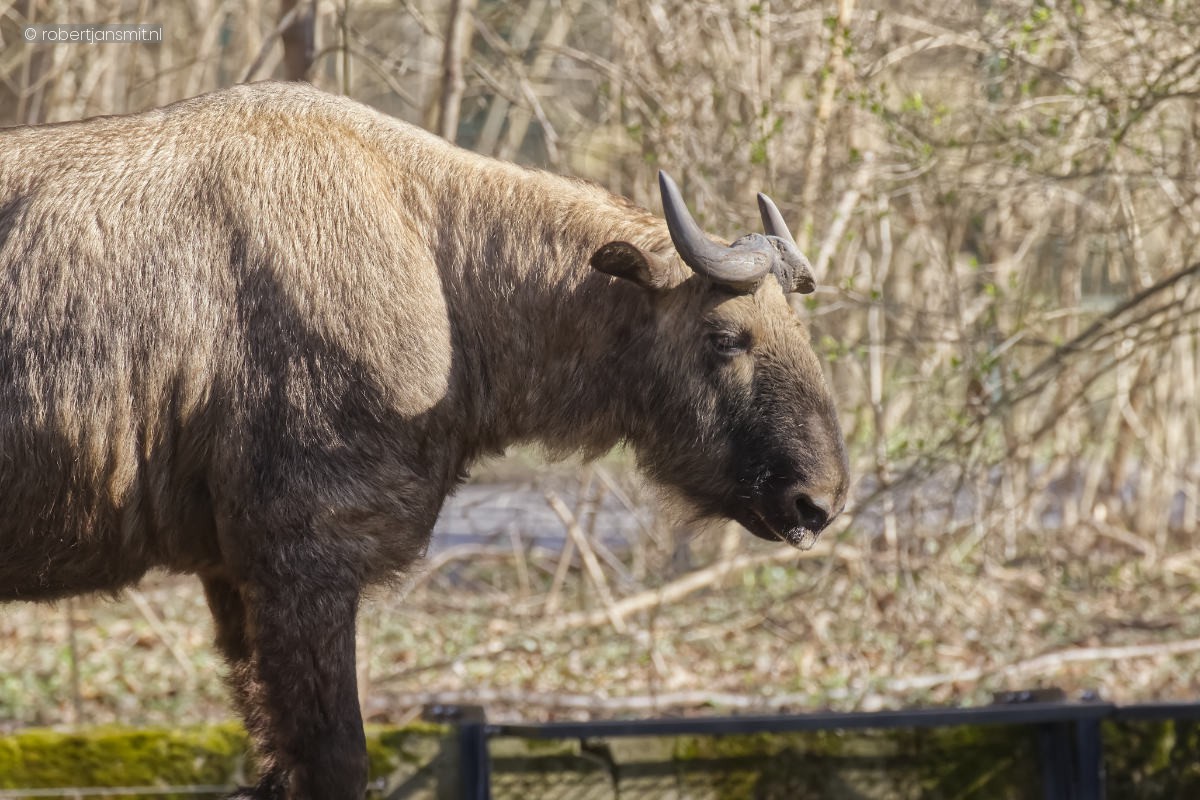 Foto van Mishmi takin (Budorcas taxicolor) in Tierpark Berlin