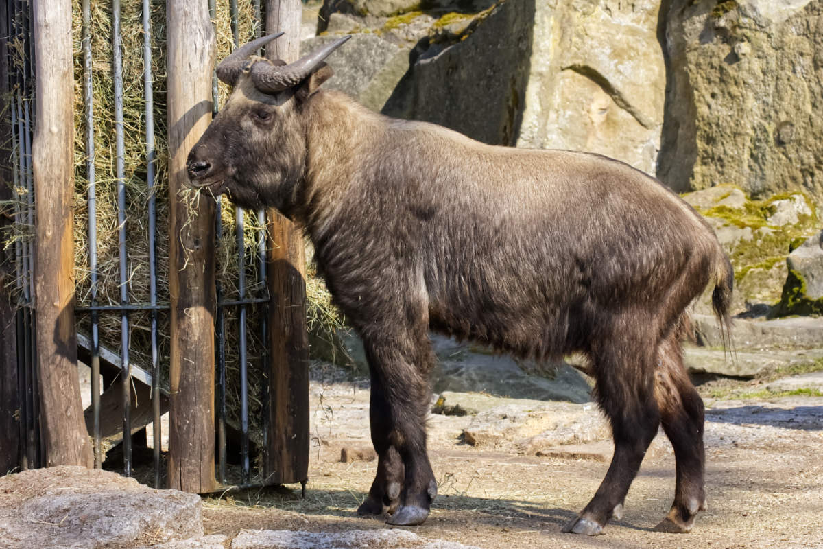 Foto van Mishmi takin (Budorcas taxicolor) in Zoo Berlin
