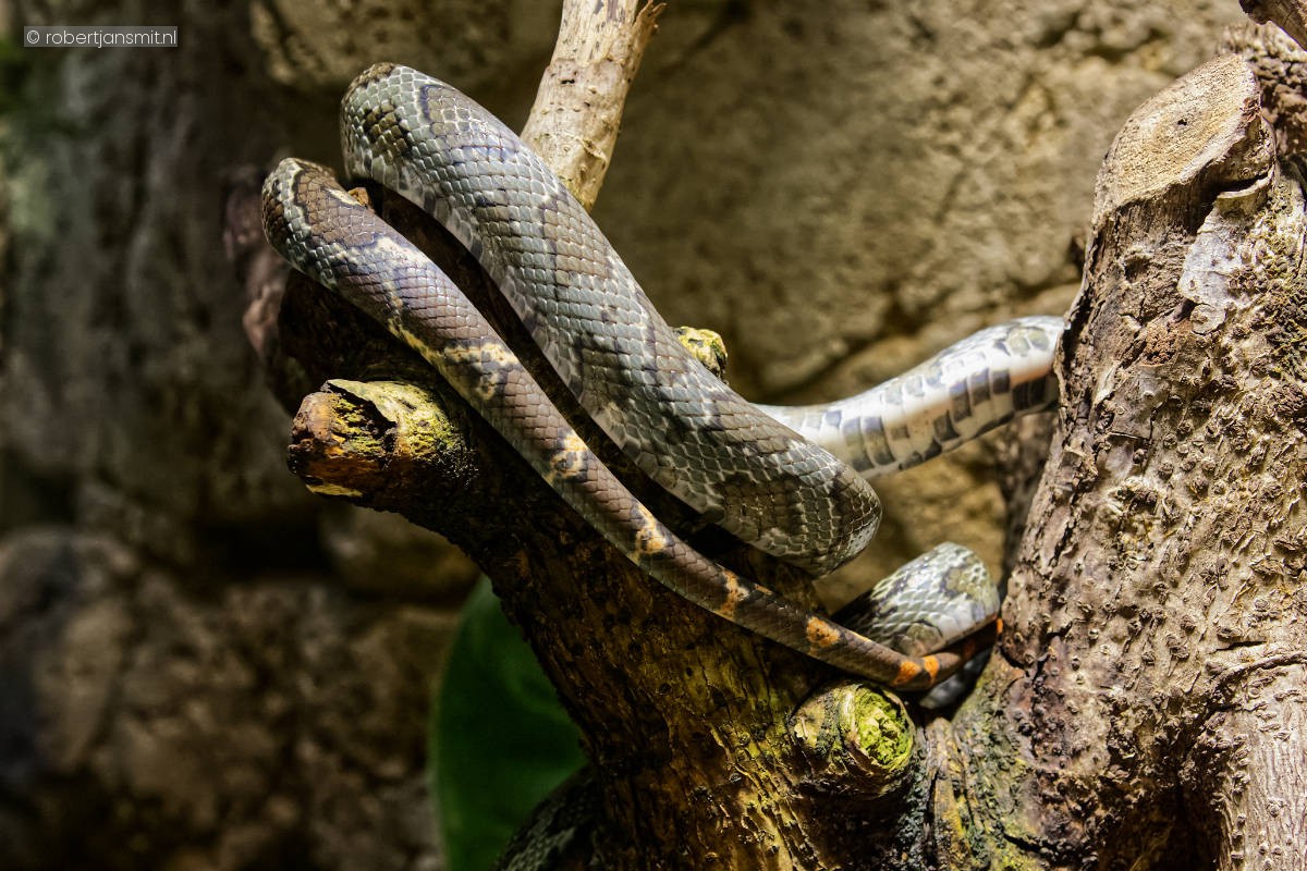 Foto van Moellendorff's rattenslang (Elaphe moellendorffi) in Tierpark Berlin