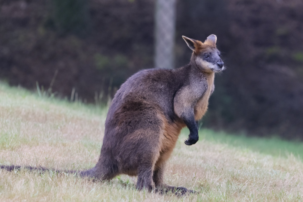 Foto van Moeraswallaby (Wallabia bicolor) in ZooParc Overloon