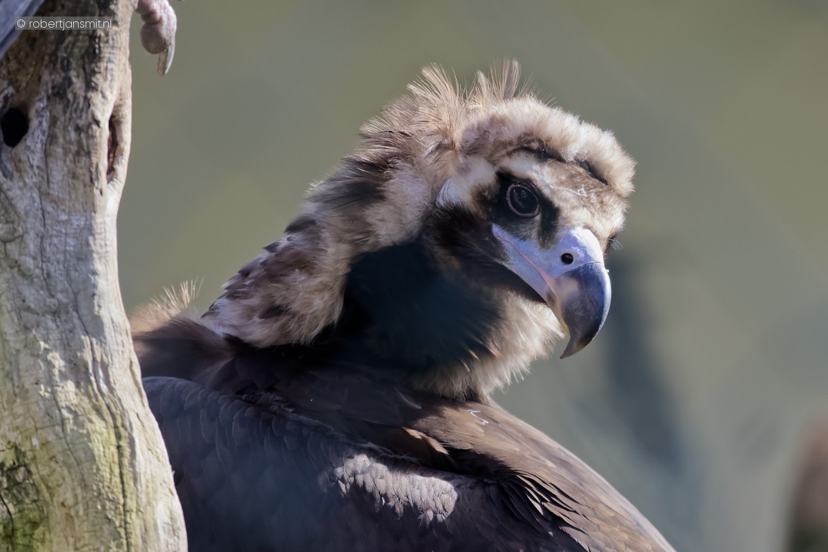 Foto van Monniksgier (Aegypius monachus) in Tierpark Berlin