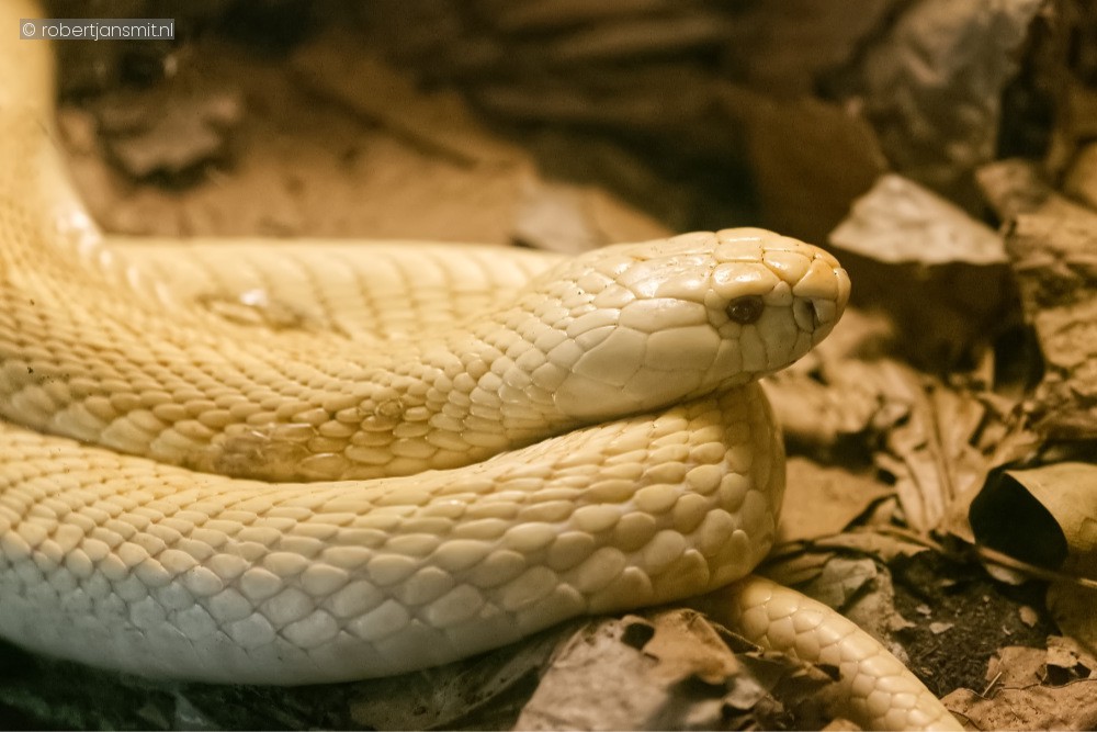 Foto van Monocled cobra (Naja kaouthia) in Zoo Antwerpen België