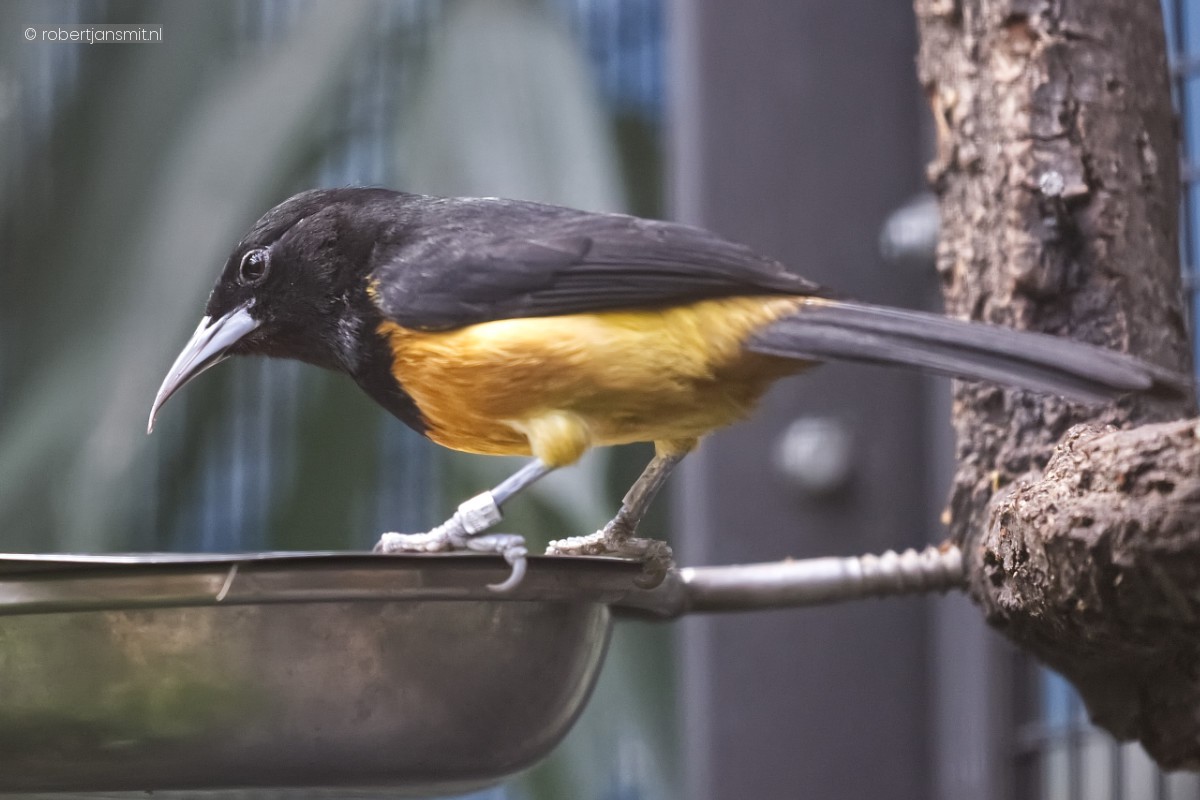 Foto van Montserrattroepiaal (Icterus oberi) in Zoo Berlin
