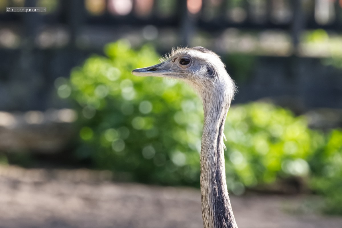 Foto van Nandoe (Rhea americana) in Zoo Krefeld