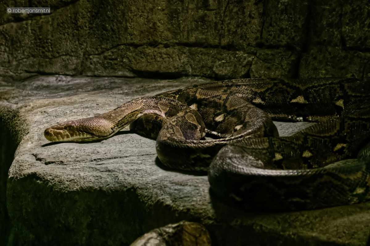 Foto van Netpython (Malayopython reticulatus) in Burgers Zoo Arnhem