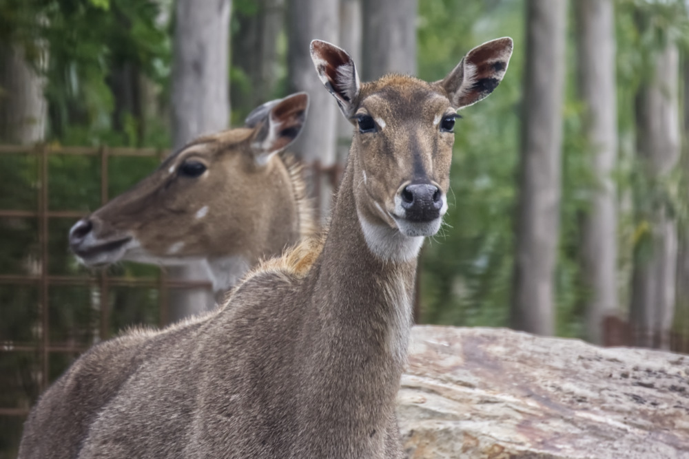 Foto van Nijlgau (Boselaphus tragocamelus) in Eindhoven Zoo (voorheen Dierenrijk)