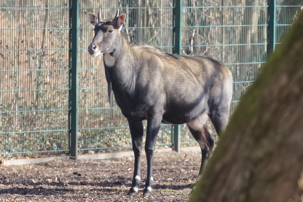 Foto van Nijlgau (Boselaphus tragocamelus) in Tierpark Berlin
