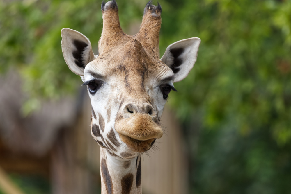 Giraffe 