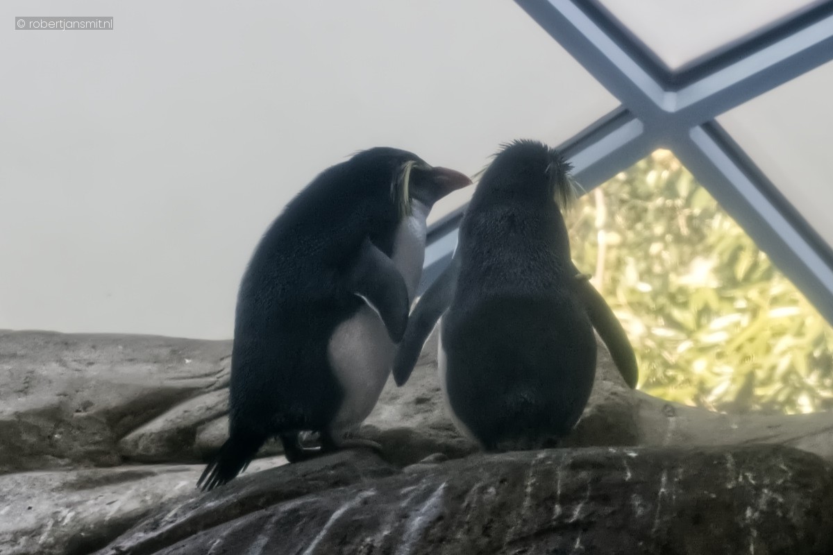 Foto van Noordelijke rotspinguïn (Eudyptes moseleyi) in Zoo Berlin