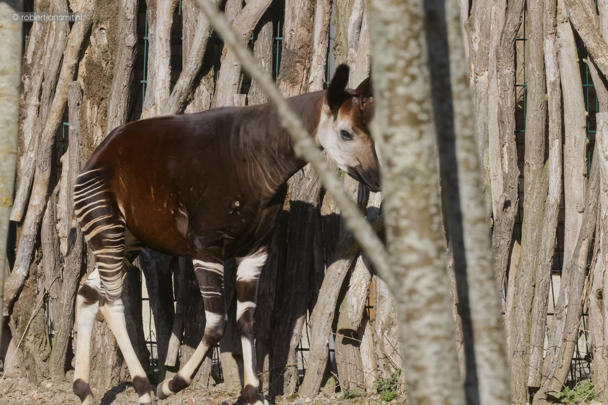 Foto van Okapi (Okapia johnstoni) in Tierpark Berlin