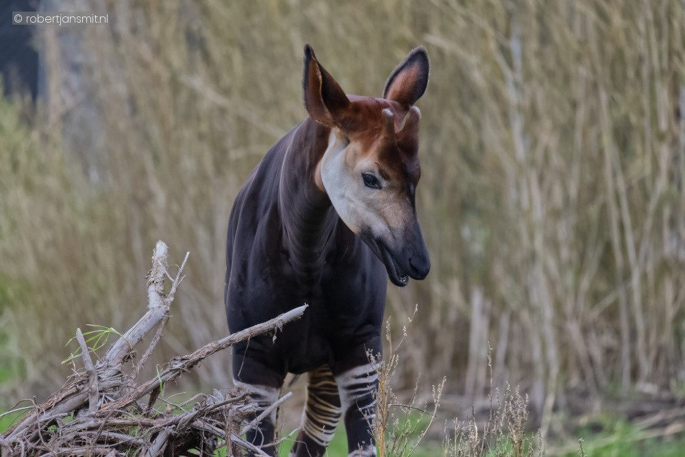 Foto van Okapi (Okapia johnstoni) in ZooParc Overloon