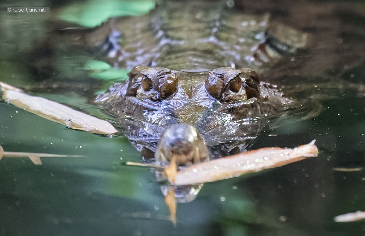 Foto van Onechte Gaviaal (Tomistoma schlegelii) in Tierpark Berlin