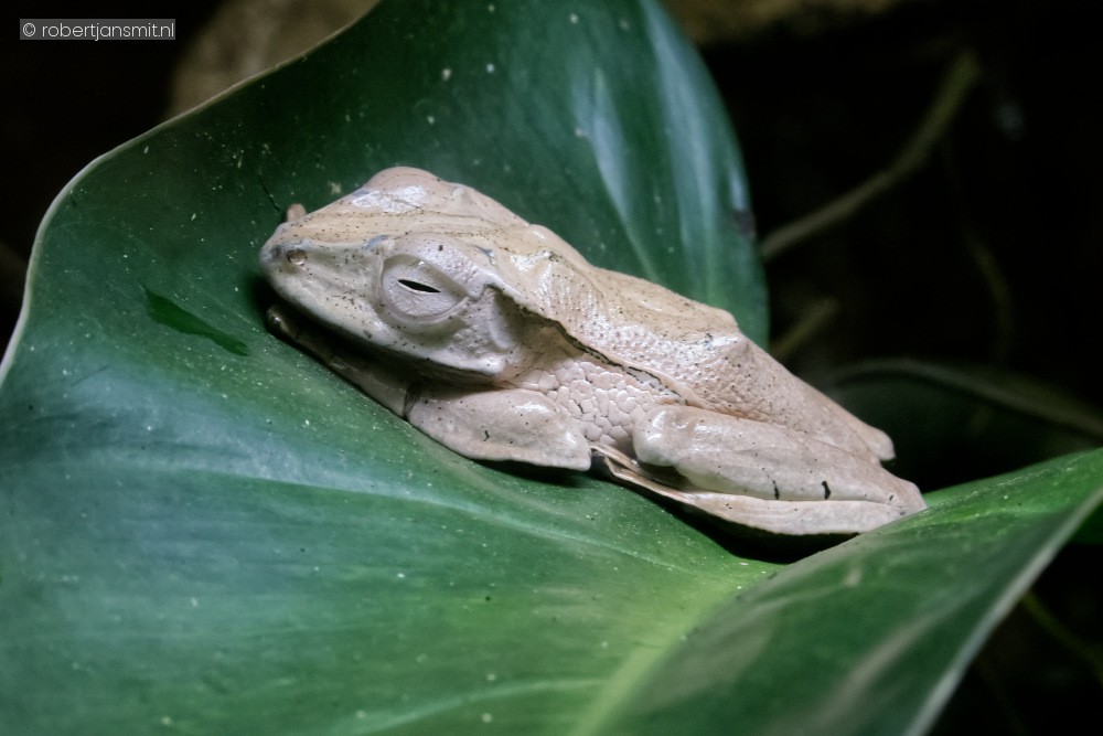 Foto van Oorkikker (Polypedates otilophus) in Zoo Antwerpen België