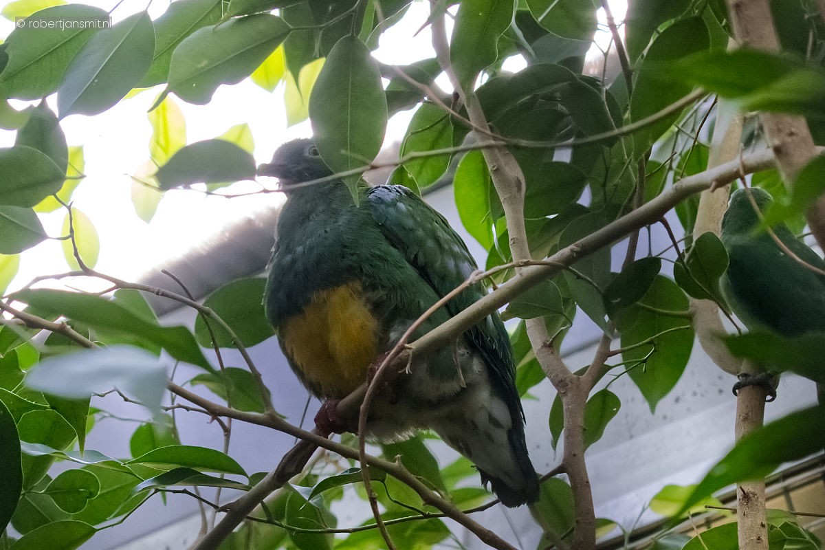 Foto van Oranjebuikjufferduif (Ptilinopus iozonus) in Zoo Berlin