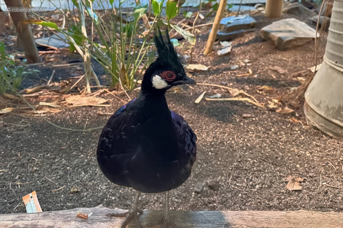 Foto van Palawanspiegelpauw (Polyplectron napoleonis) in Tierpark Berlin